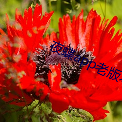夜蝶(dié)app老版本