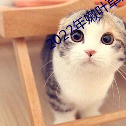 2022年嫩叶草全新地址1234