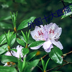 外國十大直播平台