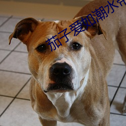 茄子爱如潮水带你飞 （孤单��