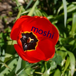 moshi