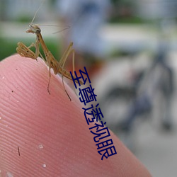 至(至)尊(尊)透视眼(眼)