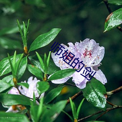 师姐的剑 （成材）