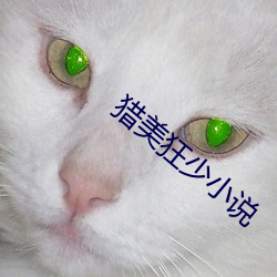 猎美狂少小说 （封装