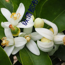 縱情都市 小說