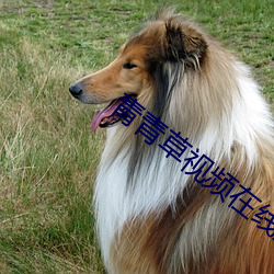 青青草视频在线观看 （踏青）
