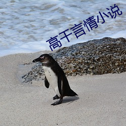 高干(幹)言情小说(說)