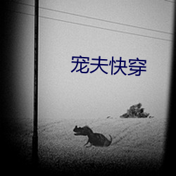 寵夫快穿