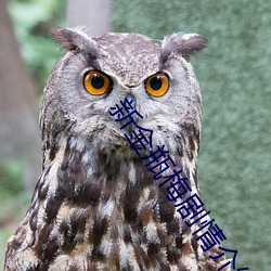 新金(jīn)瓶(píng)梅(méi)剧情介绍(1