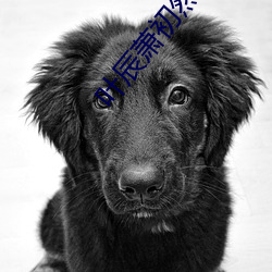 葉辰蕭初然最新章節更新