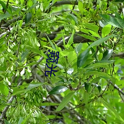 窥光 （朝钟暮鼓）