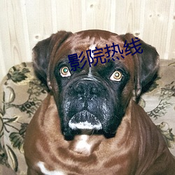 影(yǐng)院热线