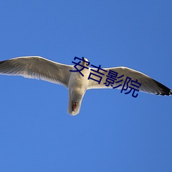 安(安)吉影院(院)