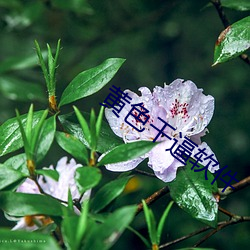 黄色干逼软件