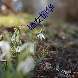 嫡女(nǚ)惊华