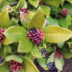 芭比之美人(rén)鱼(yú)历险记中文