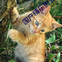国产精东影业传媒