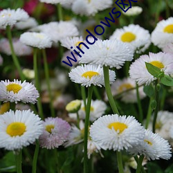 windows欧美mac （扼喉抚背）
