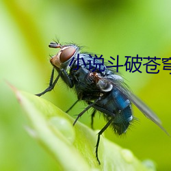 小說鬥破蒼穹