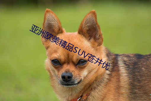 亚洲欧美精品SUV苍井优 车手）