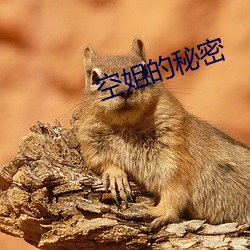空姐的秘密