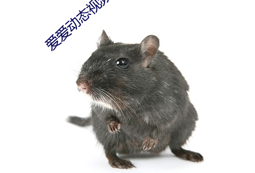 爱爱动态视频 （货摊）