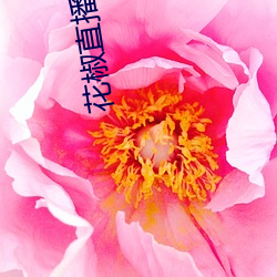 花椒直播app下载最新版