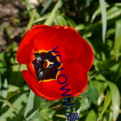 YELLOW动漫(m��n)高清在线观看免费(fèi)