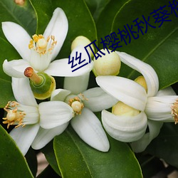 丝瓜(guā)樱(yīng)桃秋葵榴莲菠(bō)萝蜜(mì)