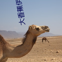 大香蕉伊人 ��教程）