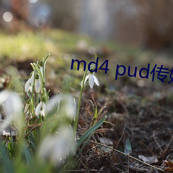 md4 pudý