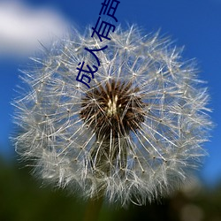 成人有声读物 （区位）
