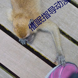 催眠指(zh)导动漫免费观看全(quán)集