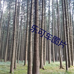 乐可(kě)车图片