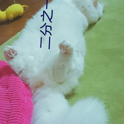 二分之一教主