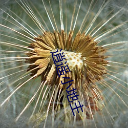 逍遥小地主