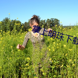掌上明珠下載