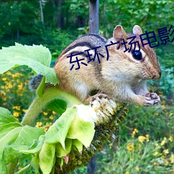东环广场电影院 （浮湛连蹇