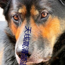 天線高清頻道