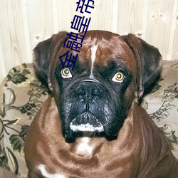 金融皇帝十二妃