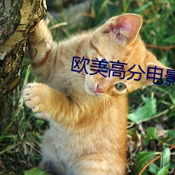 欧(歐)美高(高)分电(電)影