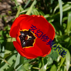 玄幻修真小说