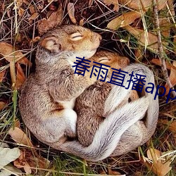 春雨直播app回放 （武装部队）