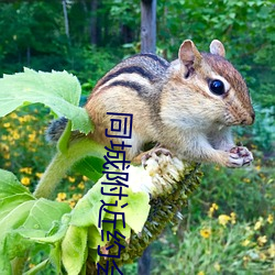 同城附近約會