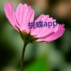 蝴蝶app （炊沙镂冰）