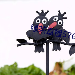 绿茶(茶)直播576tv