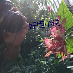 奸臣小說