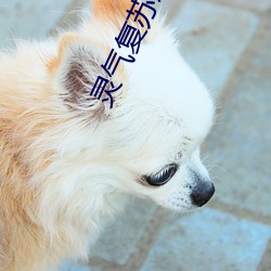 灵气复(複)苏之后