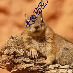 大象秘密入口