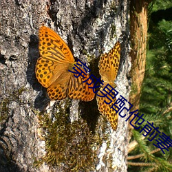 穿成男配他前妻